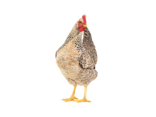 chicken sitting isolated on white background
