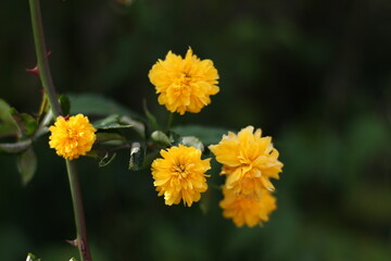 yellow flowers in the garden