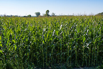 Fototapeta na wymiar Field of Corn