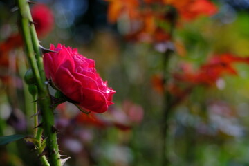 赤いバラ　Rose