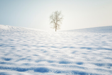 Fototapeta na wymiar A lonely tree in the snow, winter scene. 