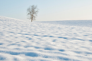 A lonely tree in the snow, winter scene.
