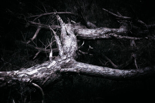 A dry branch in the forest.
