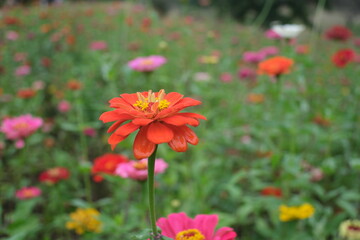 ジニア　zinnia