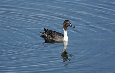 A male northern pintail duck on the water in Essex, UK. 