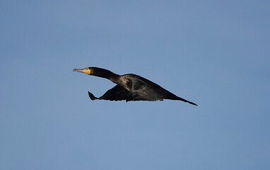 A low angle view of a cormorant in flight against a blue sky. 