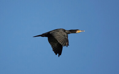 A low angle view of a cormorant in flight. 