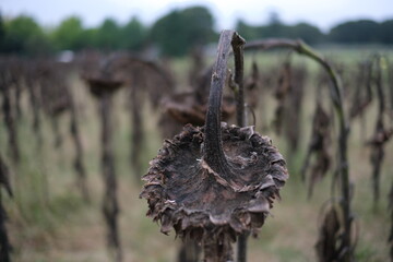 夏の終わり　the end of summer