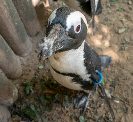 Obraz premium small red eyed penguin