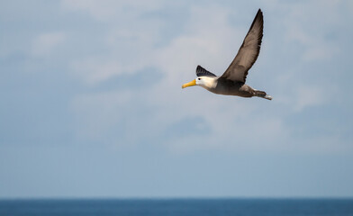 wave albatross in flight, Punta Suarez, Espanola, Galapagos - obrazy, fototapety, plakaty