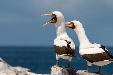 a pair of vocalizing nazca boobies, Punta Suarez, Espanola, Galapagos