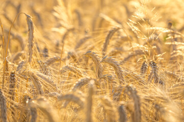 Fototapeta premium Weizenfeld im Sommer