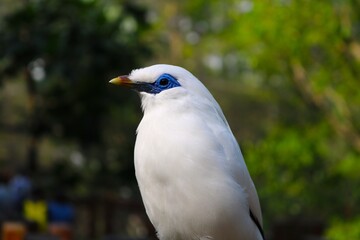 close up of a bird