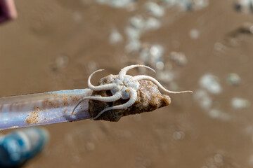 little with starfish on the beach