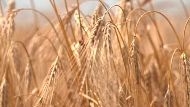 Wheat field on a sunny day. Grain farming, ears of wheat close-up. Agriculture, growing food products.