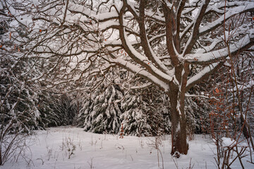 Oak tree forest with snow in winter