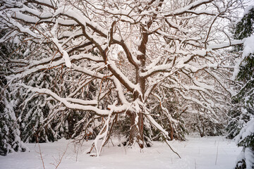 Oak tree forest with snow in winter