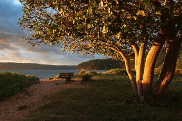 Fototapeta premium First rays of sunlight on a tree at Patonga on the Central Coast, NSW in Australia