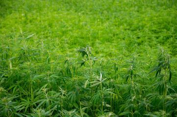 Green background of leaves. Outdoor grow hemp. Cannabis at the beginning of flowering. Young...