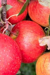 Big ripe red braeburn apples hanging on tree in fruit orchard ready to harvest