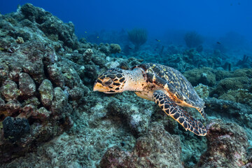 Fototapeta na wymiar Seascape with Hawksbill Sea Turtle in the coral reef of the Caribbean Sea, Curacao