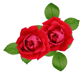 two red roses and green leaves