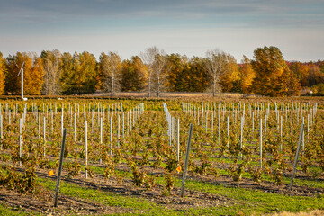 Vineyard in fall with rows of grape plants with hill going up with support steady sticks, Dunham, Quebec, Canada