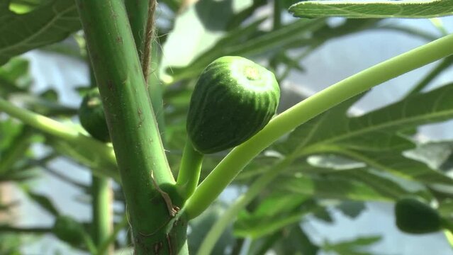 Green fig fruits on a branch close-up.
