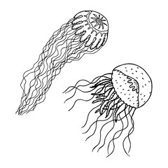 Medusa Cyaneus and Pelagia. Vector stock illustration eps10. Isolate on white background, outline.