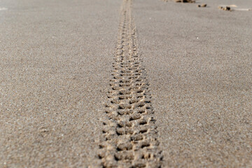 tire tracks in sand