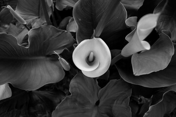 Flor de cala en blanco y negro