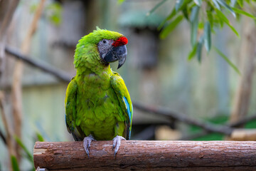 Grass parrot on the tree branch