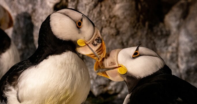 Closeup shot of two cute puffins touching beaks