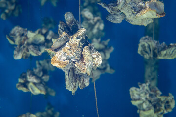 Fototapeta na wymiar Aquaculture of the oyster under the sea