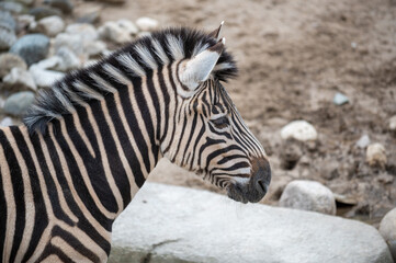 Fototapeta na wymiar Zebra Profile