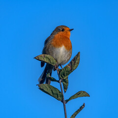 Rouge gorge perché sur une branche
