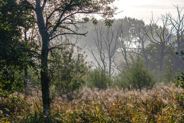 Coucher de soleil et brume sur un paysage dans la nature en Sologne