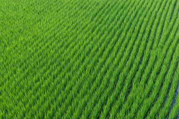 Fresh paddy rice field meadow