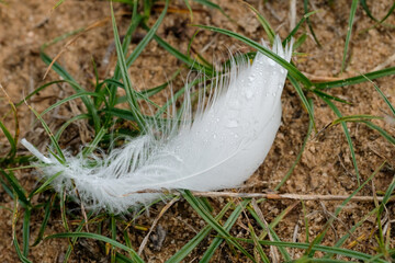 Macro photography of a white feather of a swan with water drops. The drop acts like a magnifying glass and reveals the fine hairs of the feather.