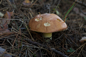 mushrooms in the forest