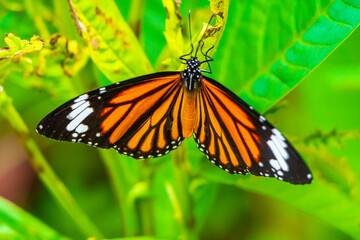 Orange black yellow butterfly butterflies insect on green plant Thailand.