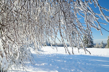 winterlandschaft - bäume - schnee