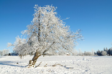 winterlandschaft - bäume - schnee