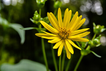 blossoms of a cup plant Silphium perfoliatum