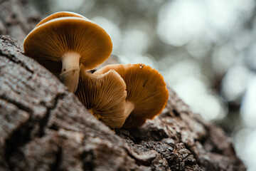 Champignons dans la forêt en automne