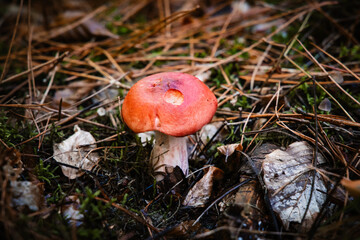Champignons dans la forêt en automne
