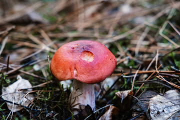 Champignons dans la forêt en automne