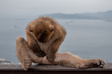 Monkey in freedom in Gibraltar