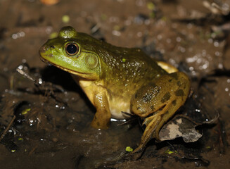 American Bullfrog (Lithobates catesbeianus) sitting on the edge of a pond at night. 