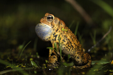 American toad (Anaxyrus americanus) singing for a mate in a wetland at night. 